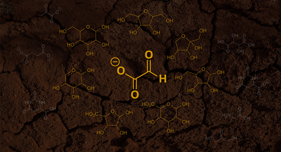 A new hypothesis states that the first sugars emerged from glyoxylate (pictured as the center molecule). In this hypothesis, glyoxylate first reacts with itself and then the byproducts from these reactions, ultimately forming simple sugars and other products (pictured as the surrounding molecules). Credit: Scripps Research and Unsplash
