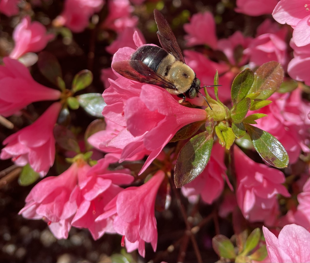 azalea_bee