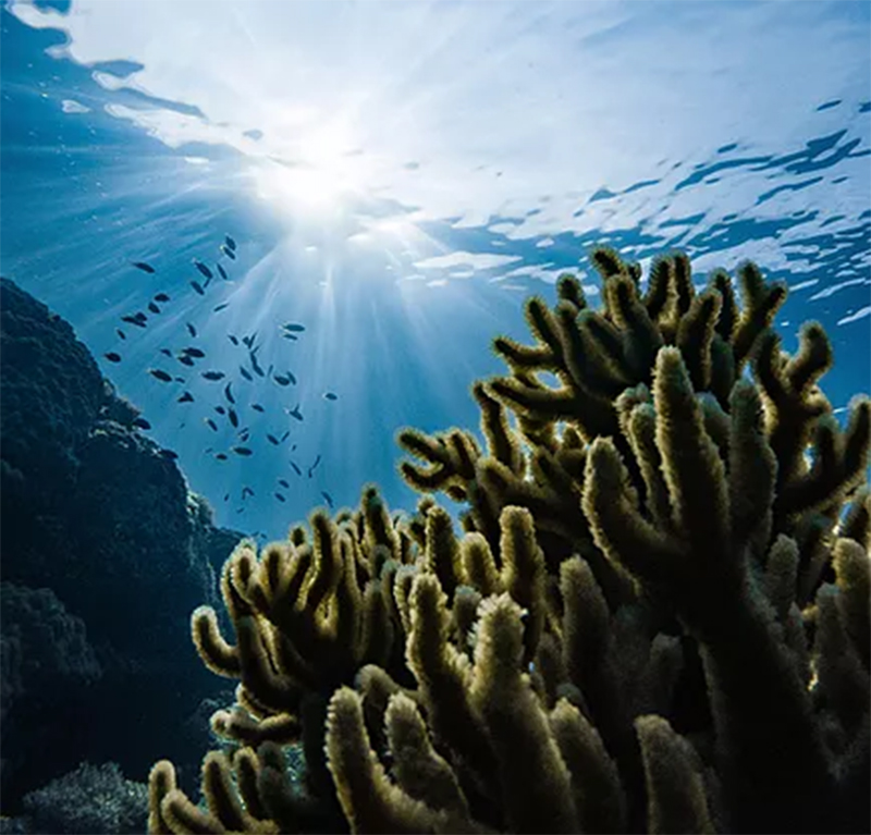 Image: Ocean Visions Image: Ocean Visions