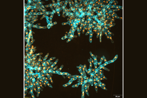 Macroscopic snowflake yeast with elongated cells fracture into modules, retaining the same underlying branched growth form of their microscopic ancestor.